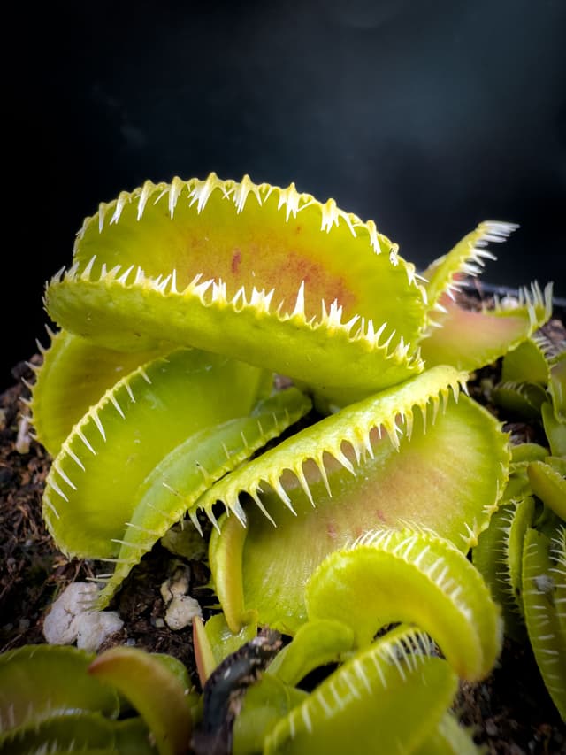 Dionaea Muscipula GJ Montecore