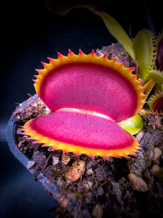 Dionaea Muscipula Green Piranha
