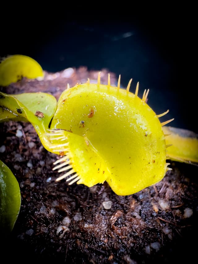 Dionaea Muscipula Hanickas Butterfly
