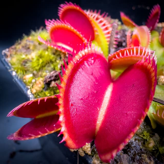 Dionaea Muscipula Henning Giant
