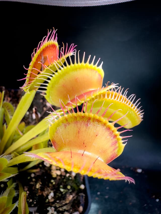 Dionaea Muscipula Jabberwocky