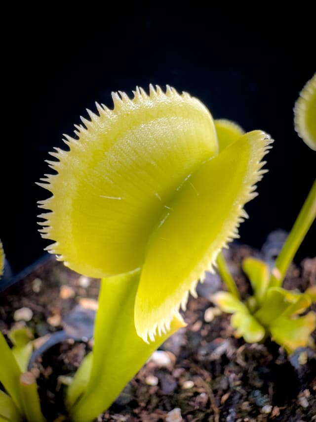 Dionaea Muscipula Kurze Zahne