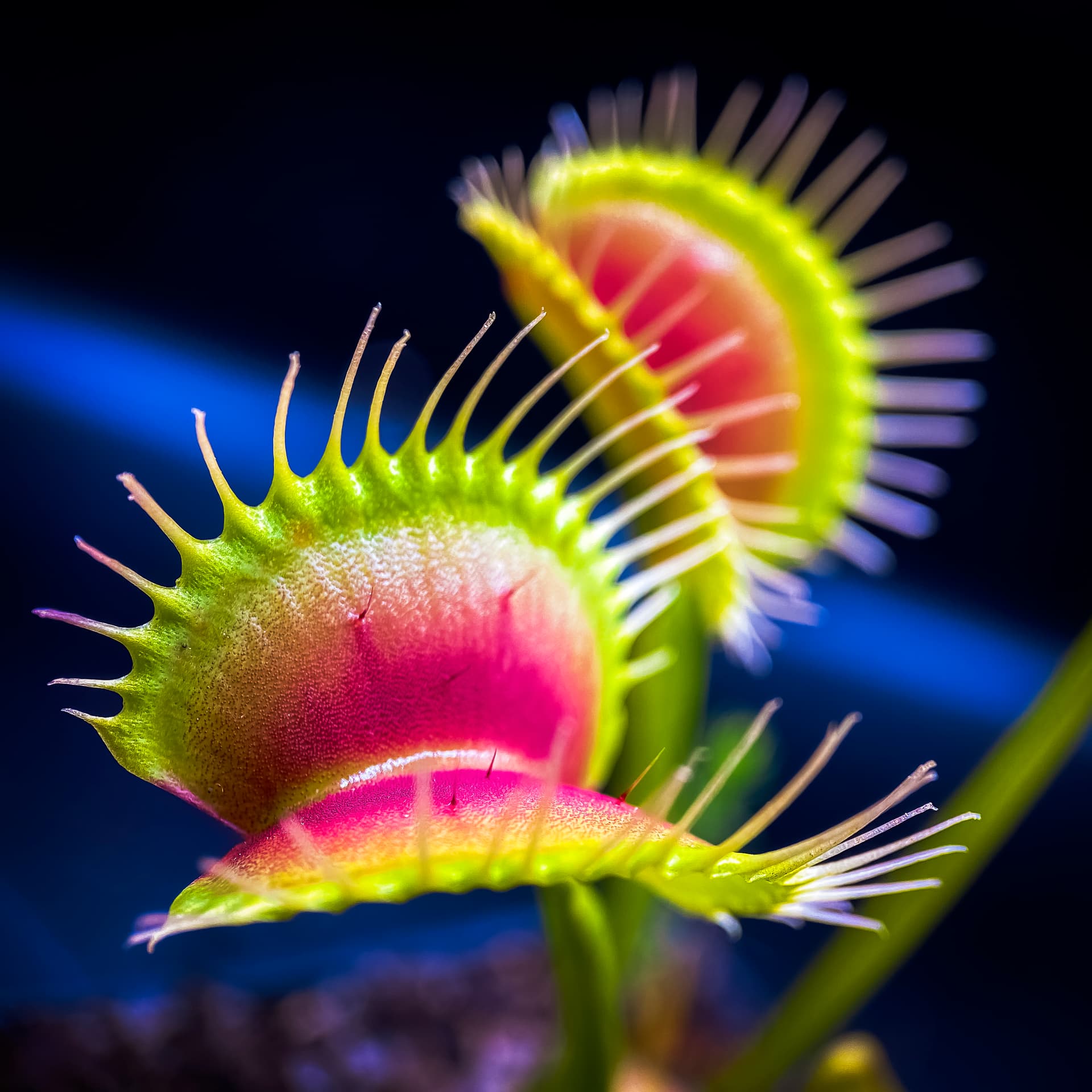 Large Erect Pink Trap