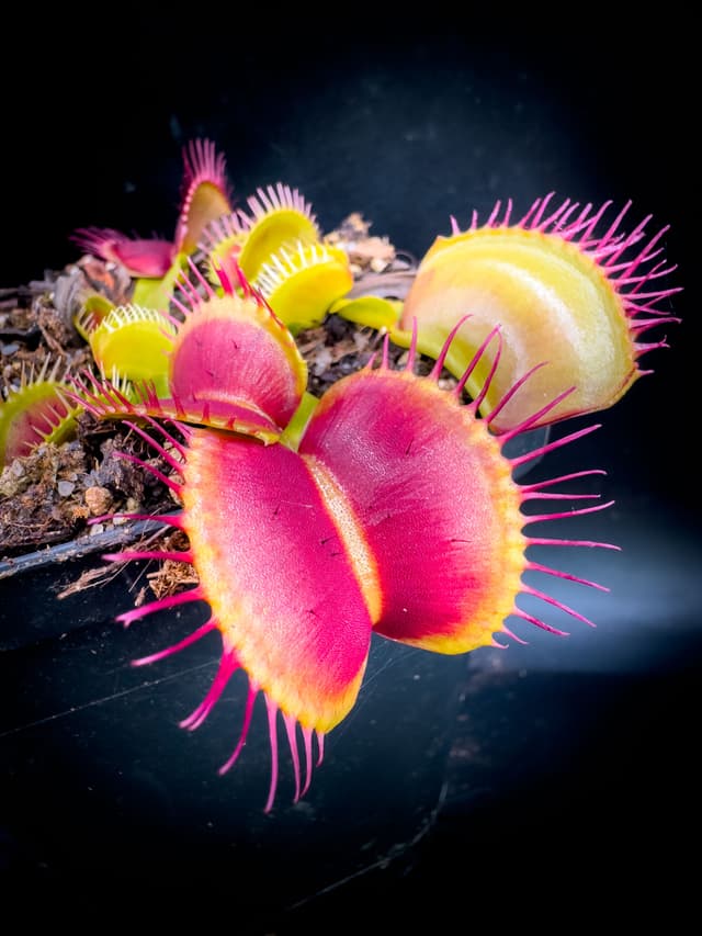 Dionaea Muscipula Low Giant