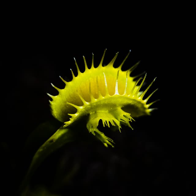 Dionaea Muscipula Master of Disaster