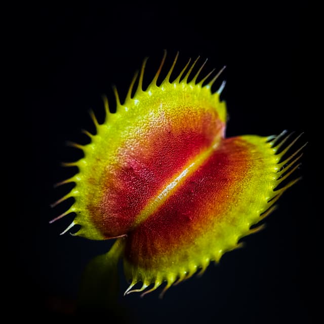 Dionaea Muscipula Monkey Ass