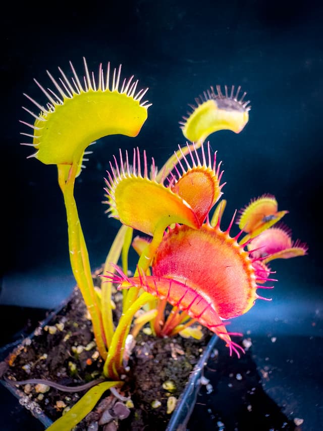 Dionaea Muscipula Ohnuté pasti A