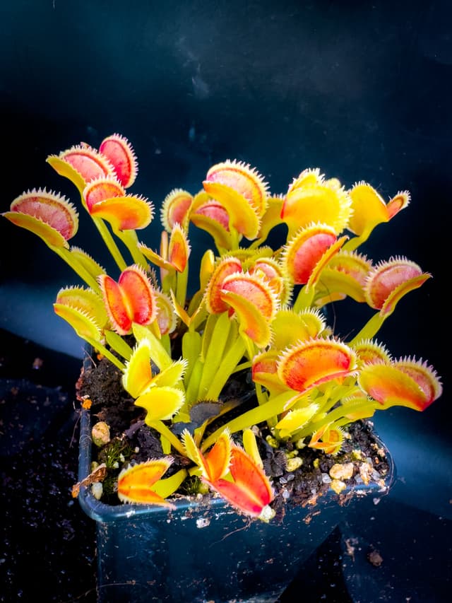 Dionaea Muscipula Orange Fire