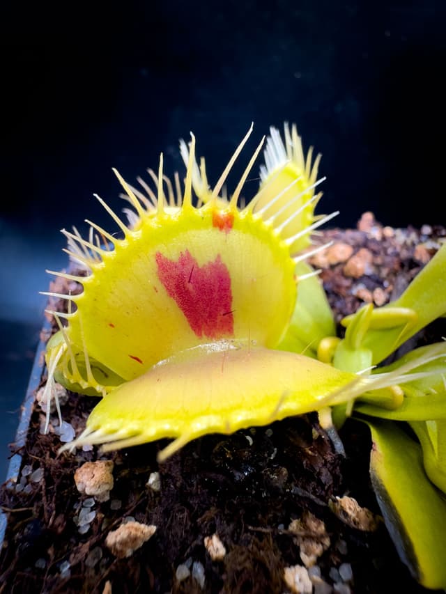 Dionaea Muscipula Patches