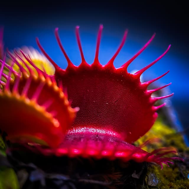 Dionaea Muscipula Phalanx