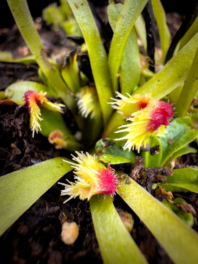 Dionaea Muscipula Pincushion