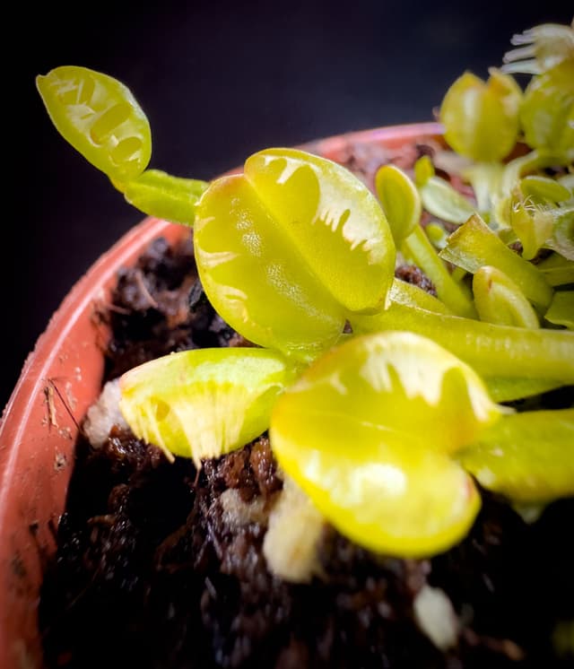 Dionaea Muscipula Prypiat
