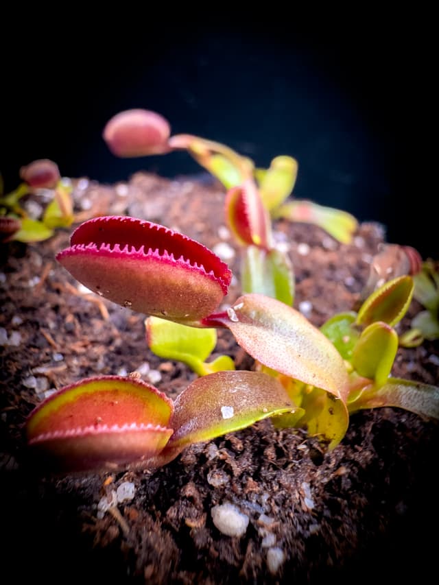 Dionaea Muscipula Red Periscope