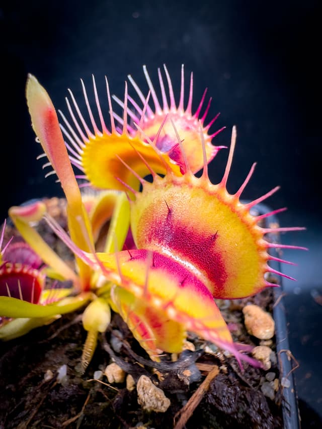 Dionaea Muscipula Smog