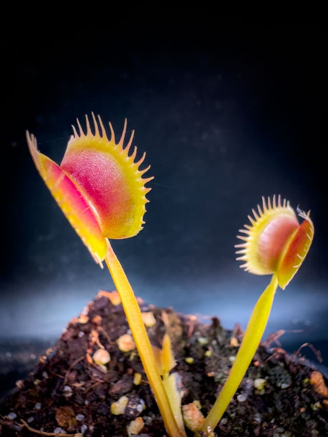 Dionaea Muscipula Sonic
