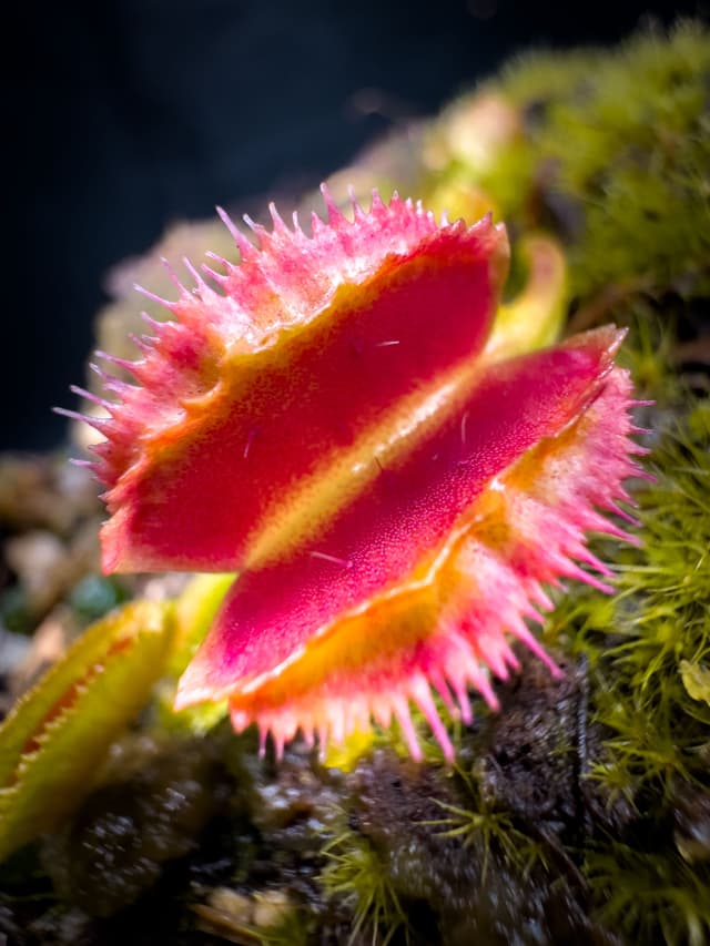 Dionaea Muscipula Space