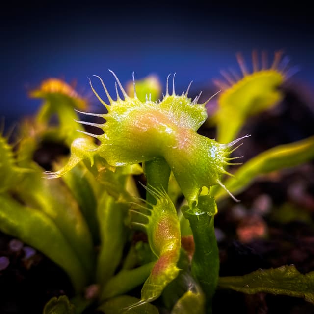 Dionaea Muscipula Spiderman