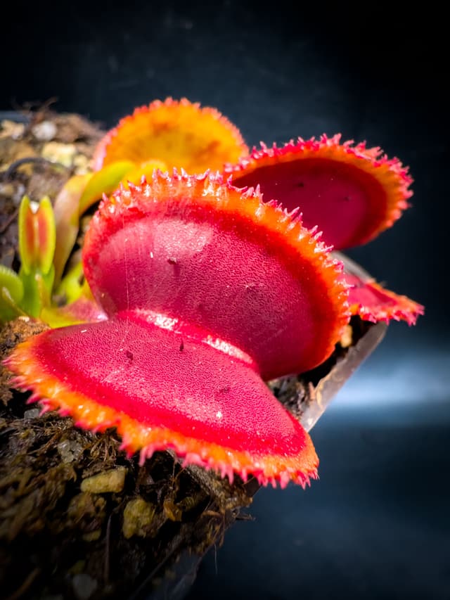 Dionaea Muscipula Sunrise