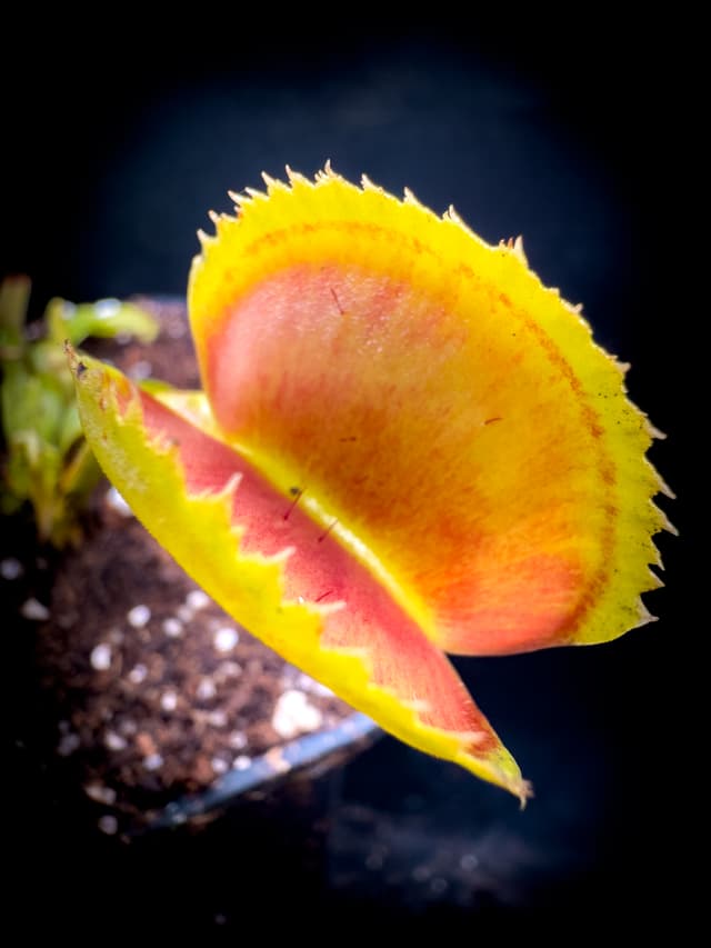 Dionaea Muscipula Tiger Teeth