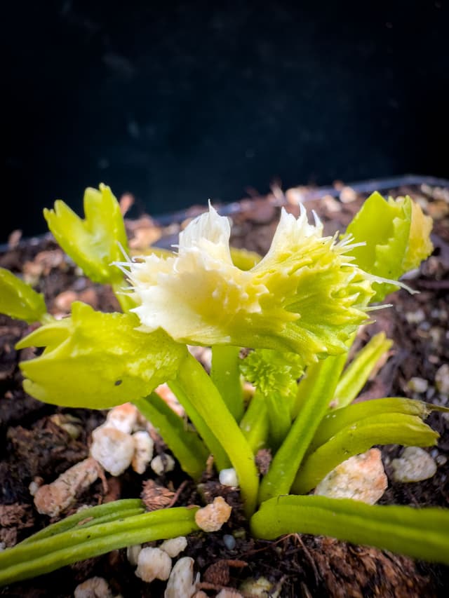 Dionaea Muscipula ViC Krabby Patty