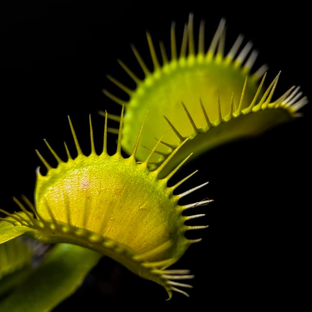 Dionaea Muscipula Viridis