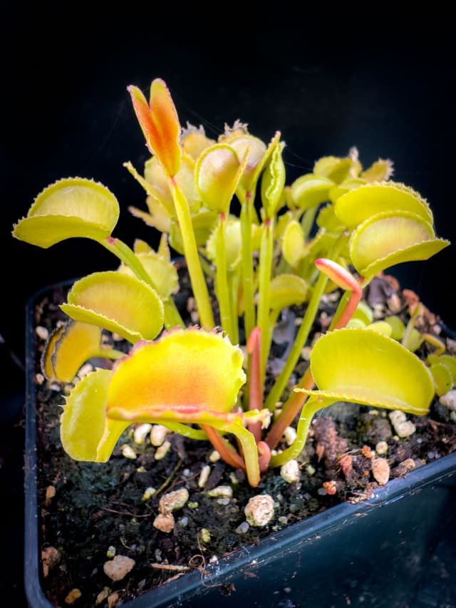 Dionaea Muscipula Werelike