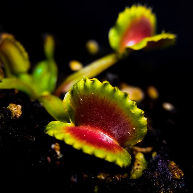 Dionaea Muscipula Werewolf