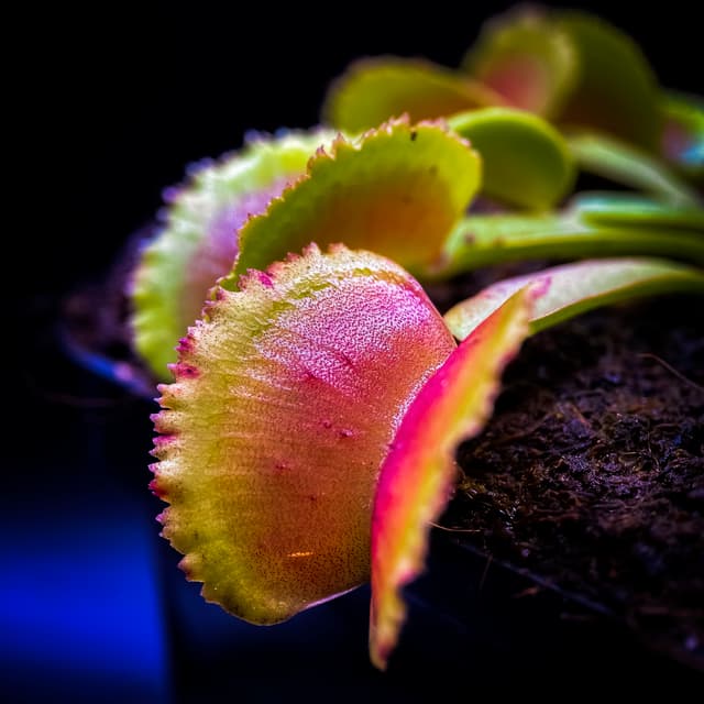 Dionaea Muscipula Whale