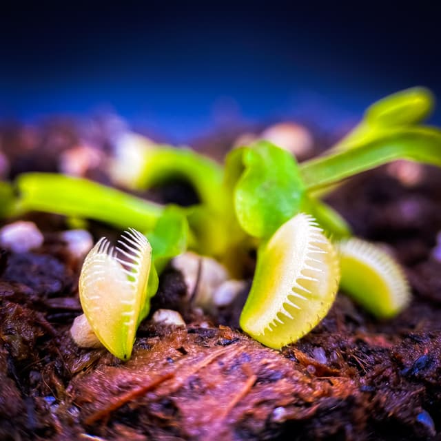 Dionaea Muscipula Whifula