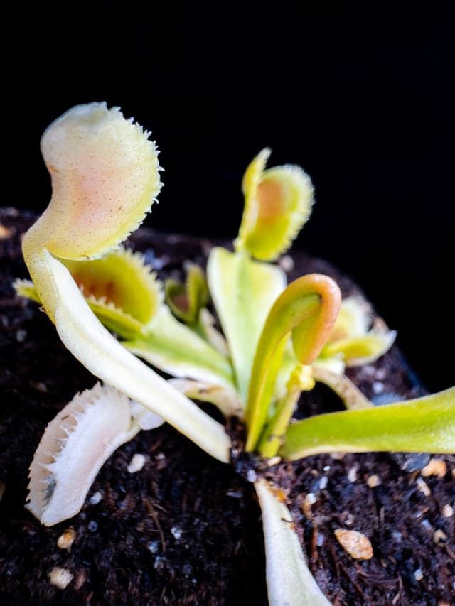 Dionaea Muscipula White Mamba 2