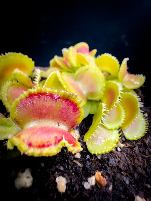 Dionaea Muscipula Wiki Purple Trap