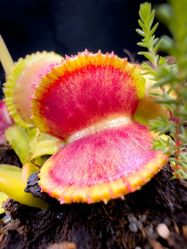 Dionaea Muscipula Wiki