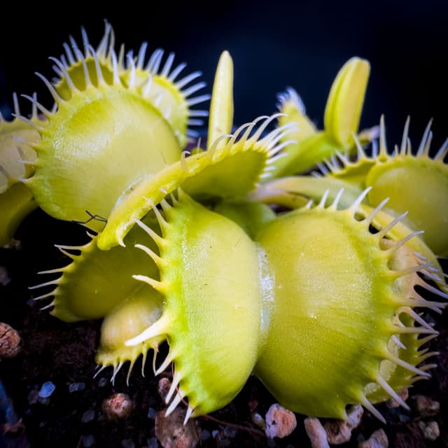 Dionaea Muscipula Yellow White