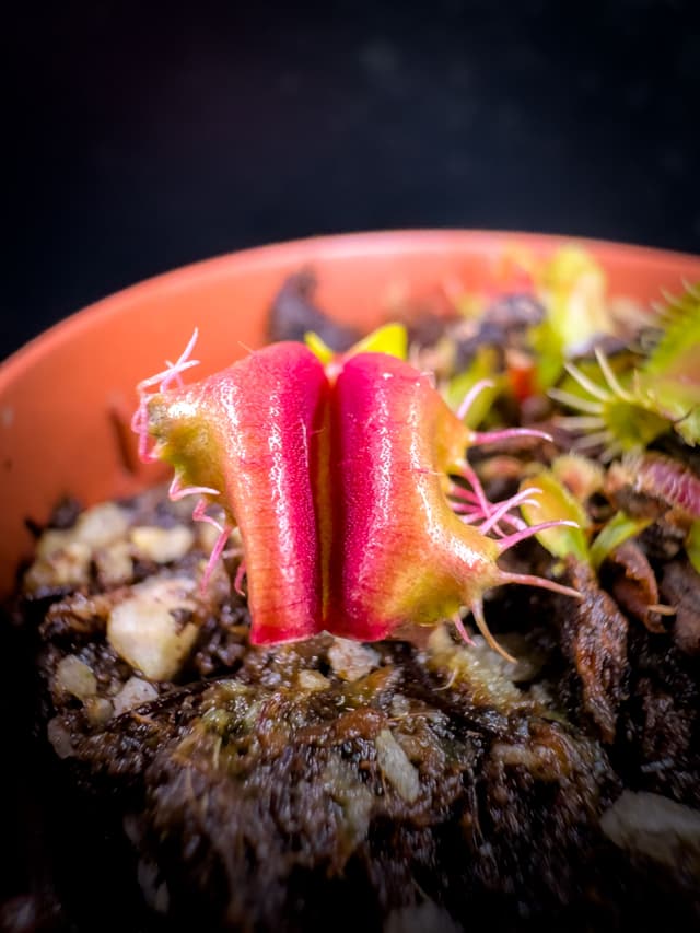 Dionaea Muscipula Air Bus