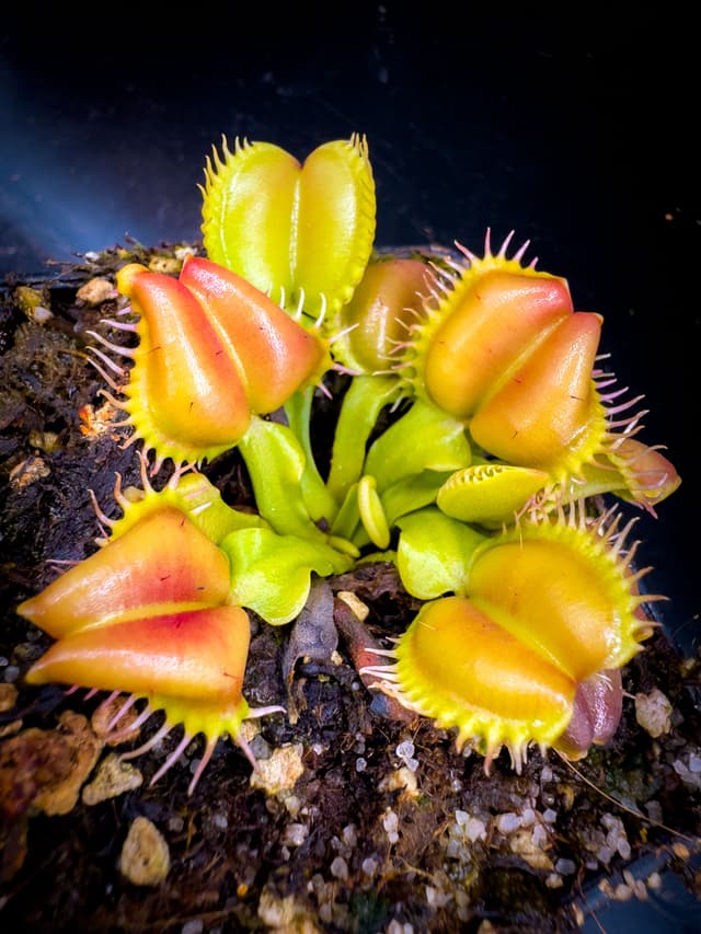 Dionaea Muscipula Angel Wings