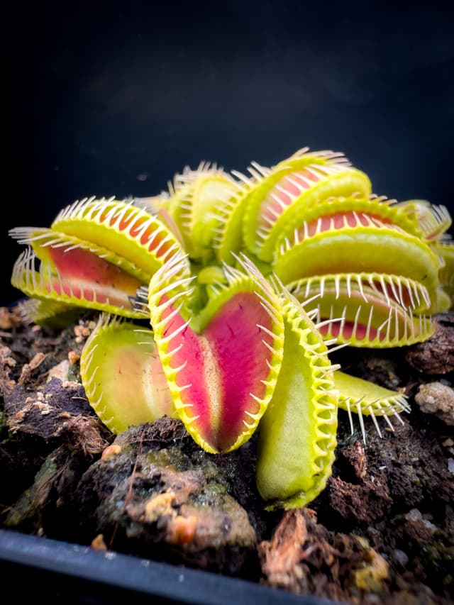 Dionaea Muscipula Angler