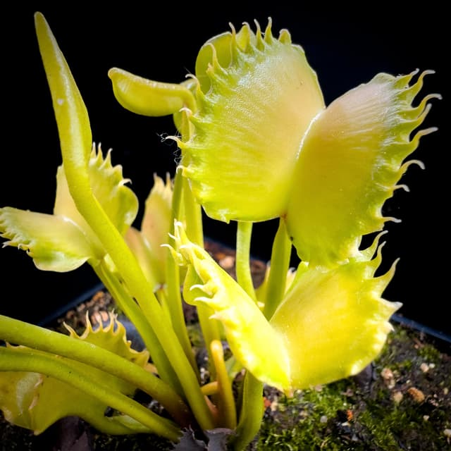 Dionaea Muscipula BCP Giant Werewolf