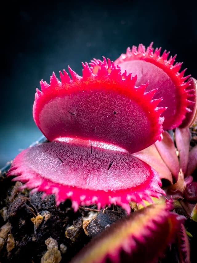 Dionaea Muscipula Bohemian Garnet