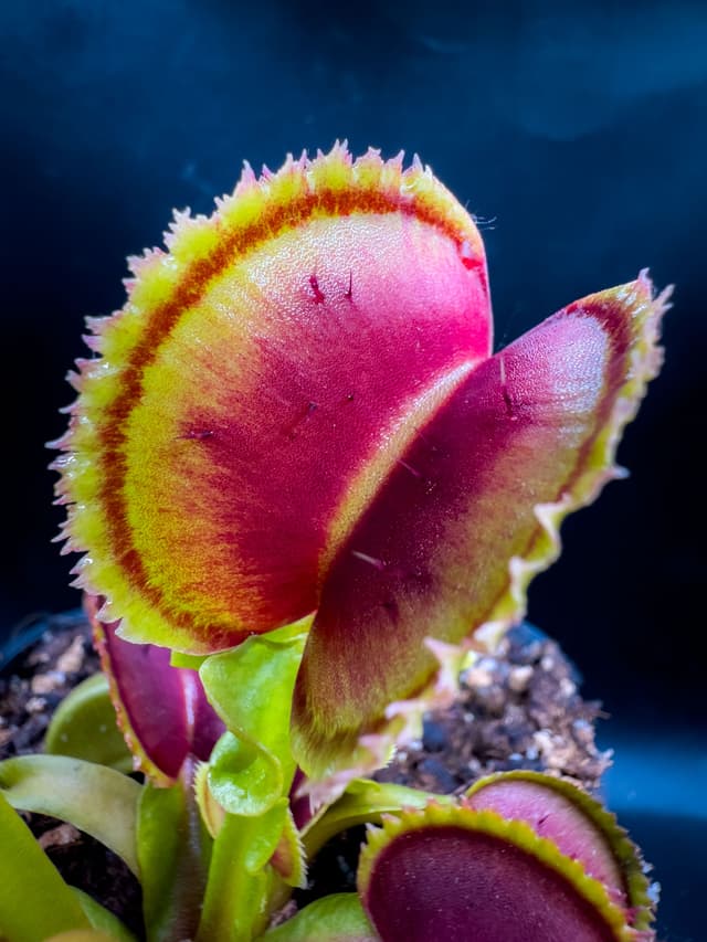 Dionaea Muscipula Butterfly