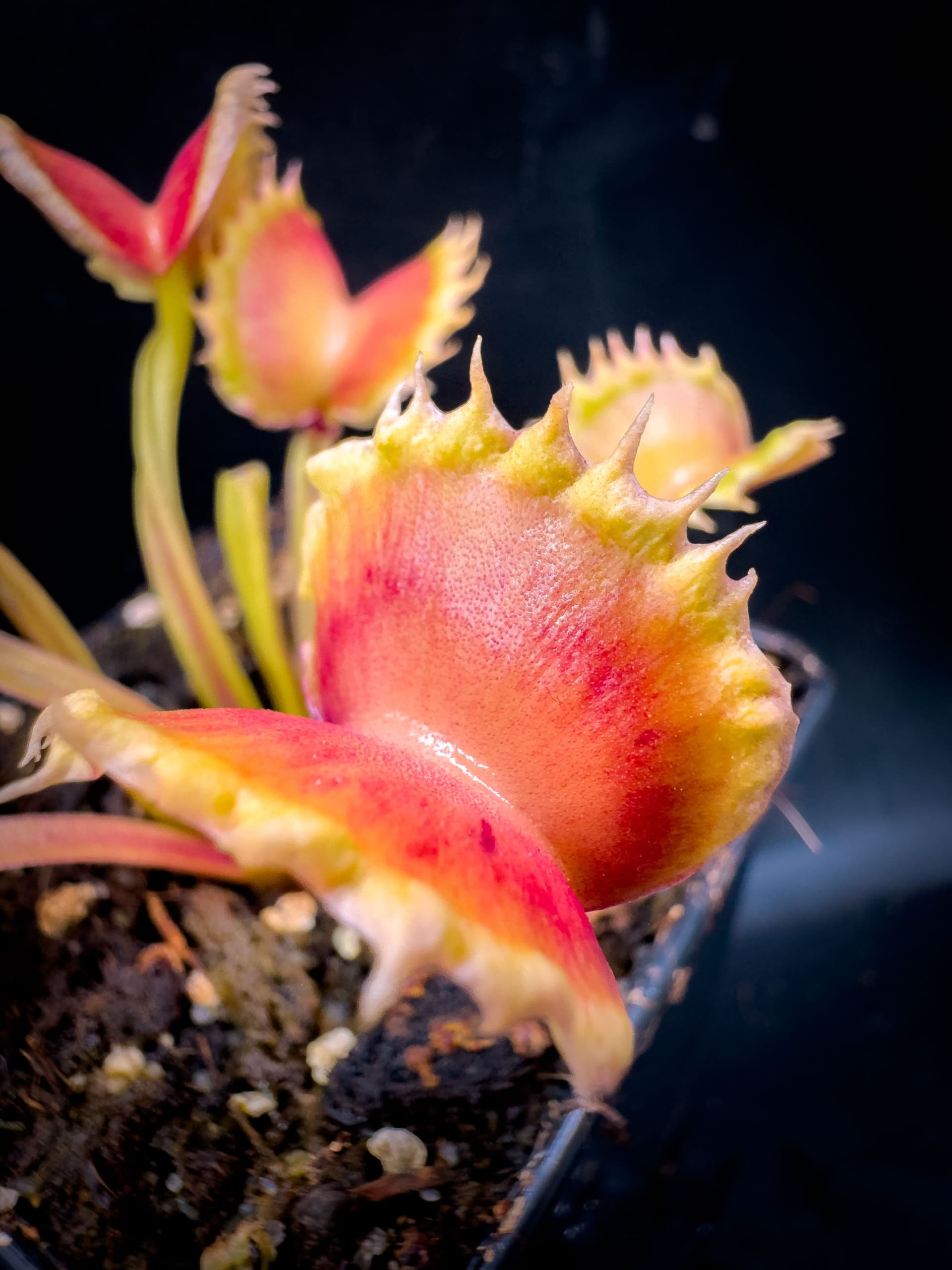 Carnivoria Eruption