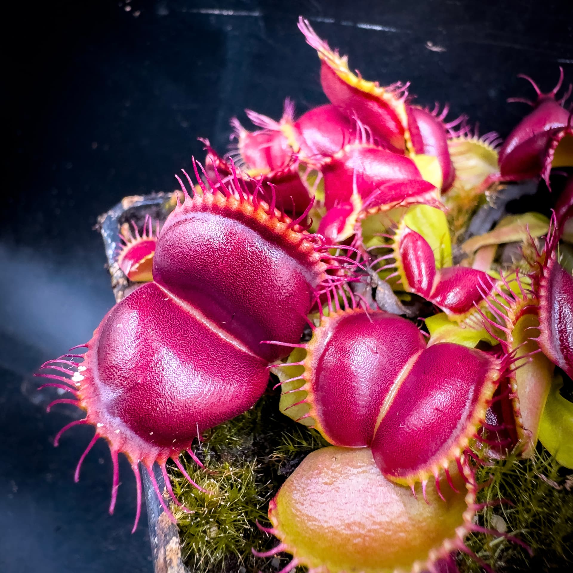 Carnivoria Galaxy Wings
