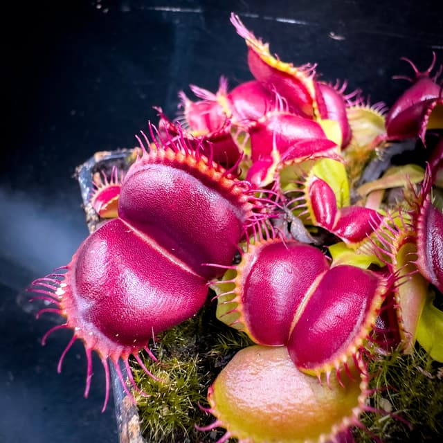 Dionaea Muscipula Carnivoria Galaxy Wings