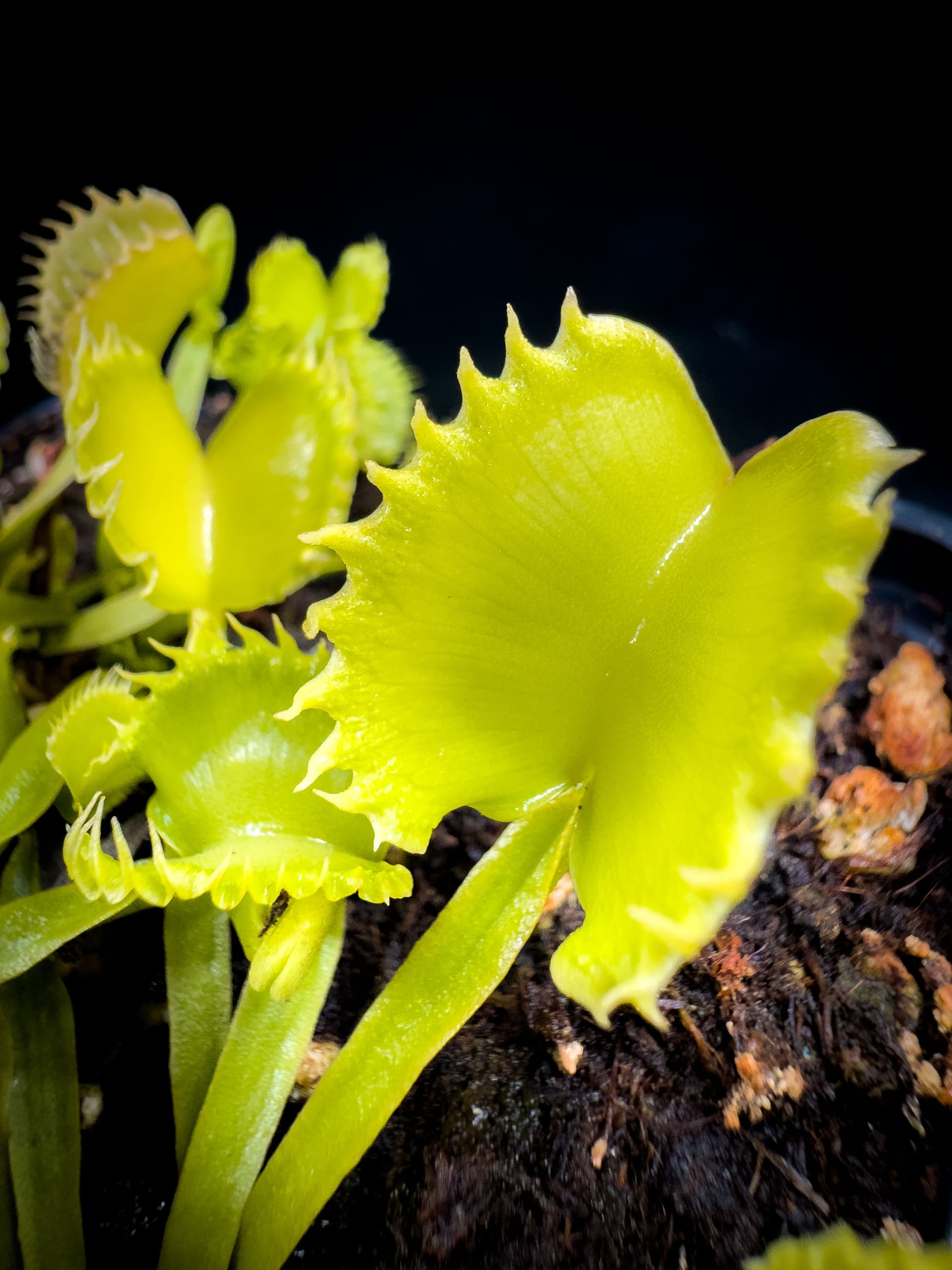 Carnivoria Payara