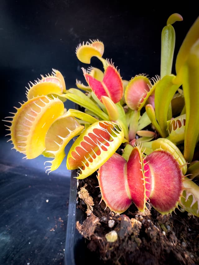 Dionaea Muscipula Carnivoria Villarica 2