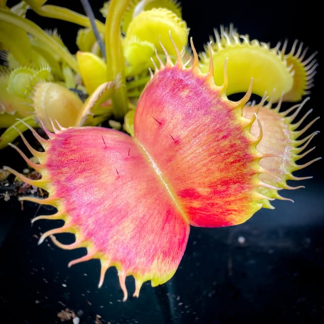 Dionaea Muscipula CK Erzuliae