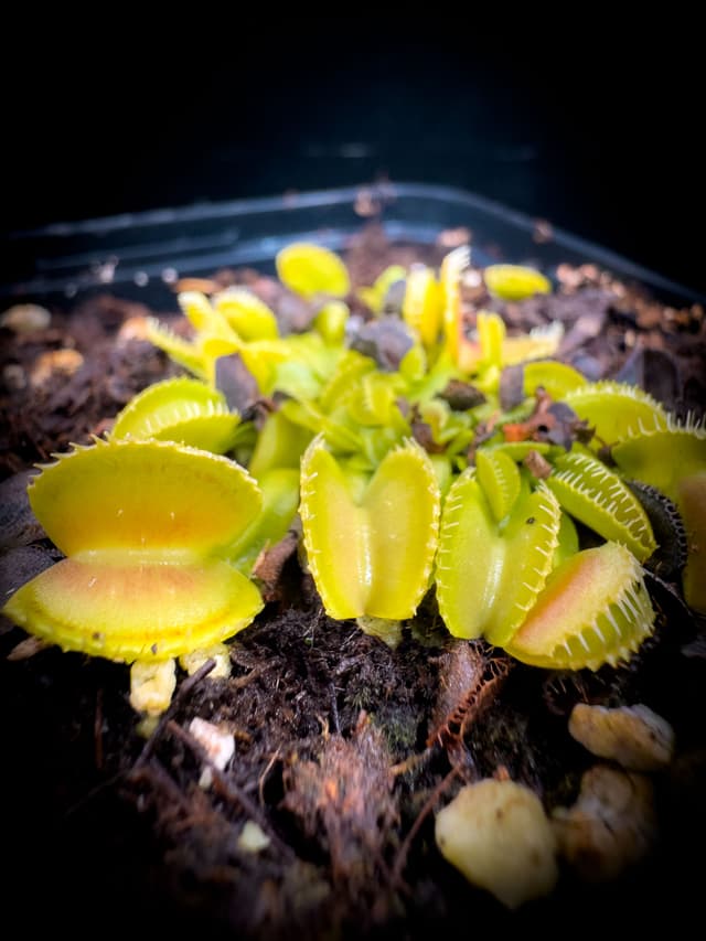 Dionaea Muscipula Cracker