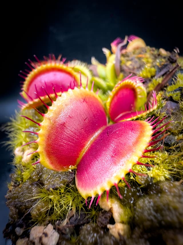 Dionaea Muscipula Crested Petioles