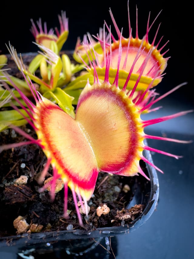 Dionaea Muscipula Cross Teeth