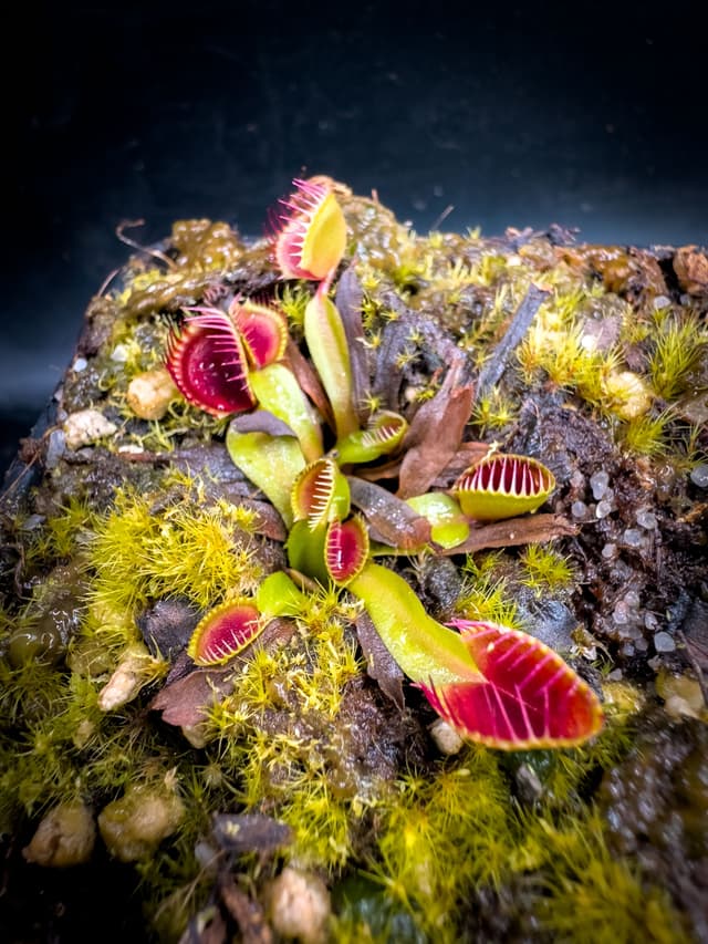 Dionaea Muscipula Cupped Trap
