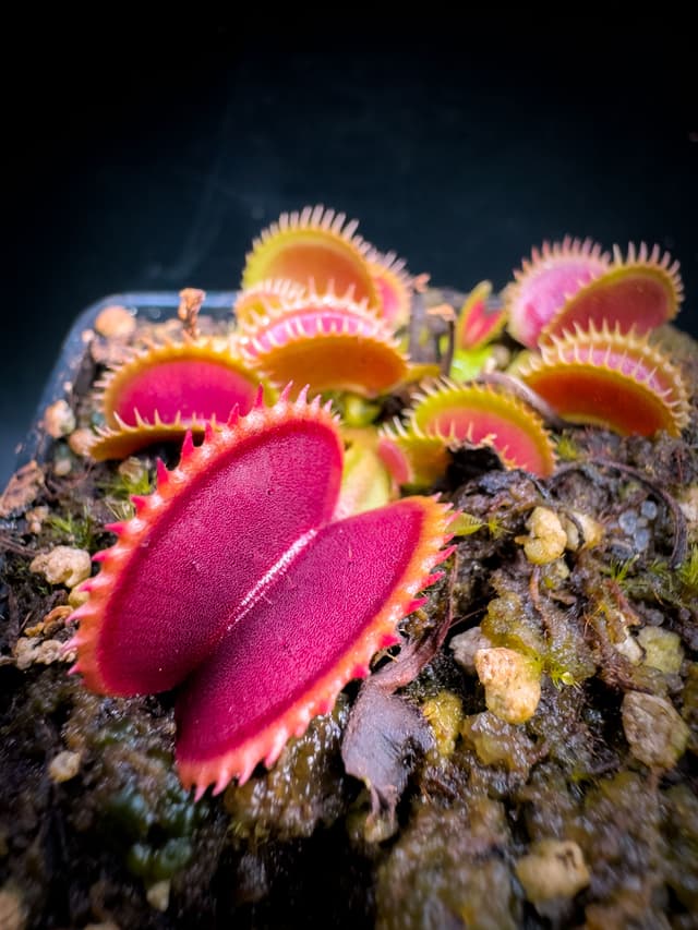 Dionaea Muscipula Fico D India